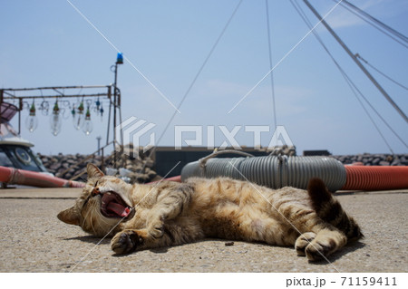 小呂島の猫 小呂島の猫 71159411