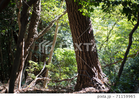 登山道 71159965