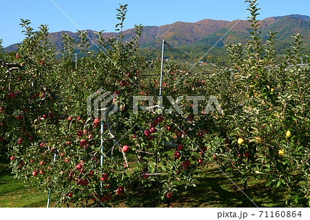 リンゴが実ったリンゴの木と紅葉した山の写真素材