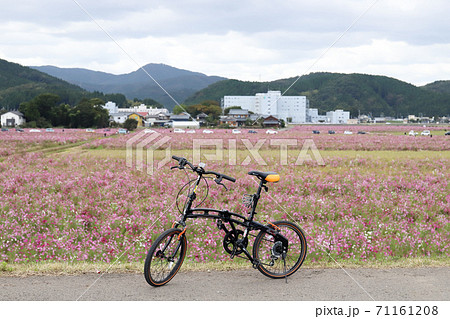 宮ノ下コスモス広苑2020(10月 福井県 福井市) 宮ノ下コスモス広苑2020(10月 福井県 福井市) 71161208