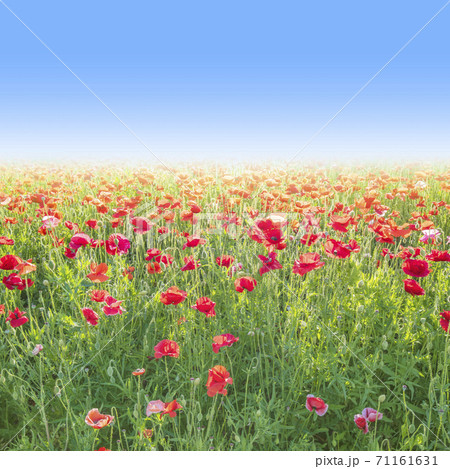 ポピーの花の輝き ポピーの花の輝き 71161631