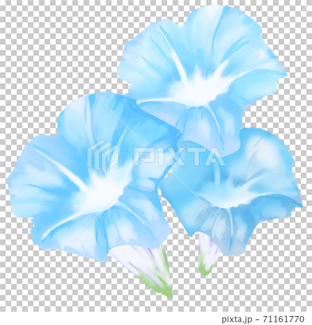 Blue morning glory 71161770