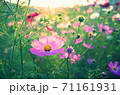 やさしくゆれるコスモス 71161931