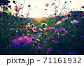 夕焼けに踊るコスモス 71161932