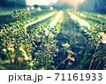 まぶしい畑のどかな午後 71161933