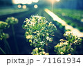 畑に差し込む夕暮れの光 71161934