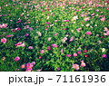 秋晴れに咲くコスモス 71161936