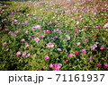 秋風ゆれるコスモス 71161937