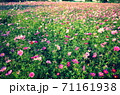 のどかなコスモス畑 71161938