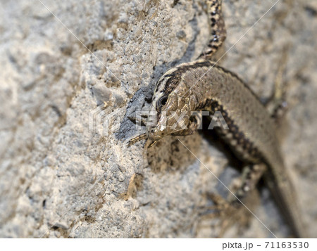 young lizard close up macro 71163530