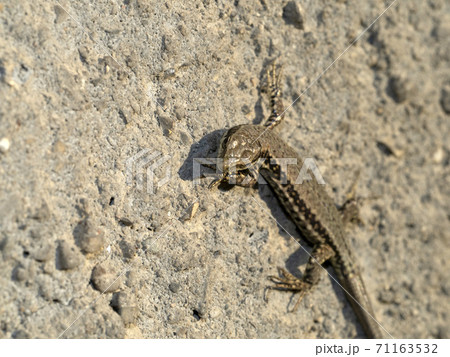 young lizard close up macro 71163532