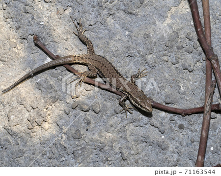 young lizard close up macro 71163544