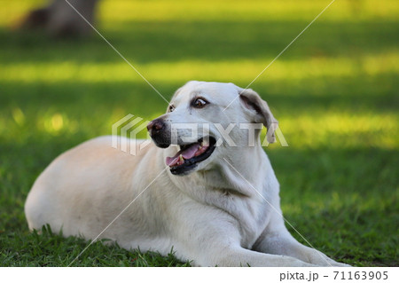 犬 狗 わんこ 71163905