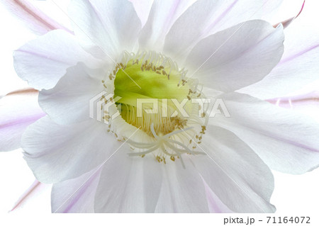 Flower of cactus (Echinopsis Oxygona) 71164072