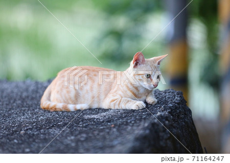猫 ねこ ネコ 71164247