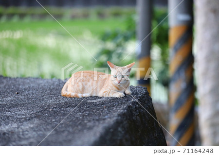 猫 ねこ ネコ 71164248