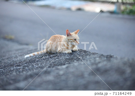 猫 ねこ ネコ 71164249