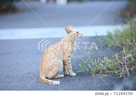 猫 ねこ ネコ 71164250