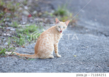 猫 ねこ ネコ 71164251
