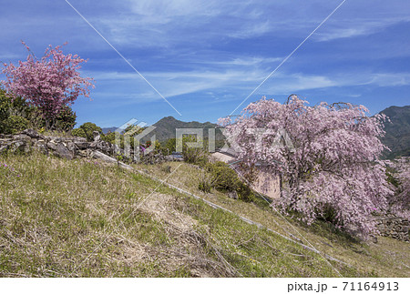 桜咲く果無集落 春の熊野古道 日本の里100選 十津川村観光スポット 世界遺産の村 桜咲く果無集落 春の熊野古道 日本の里100選 十津川村観光スポット 世界遺産の村 71164913