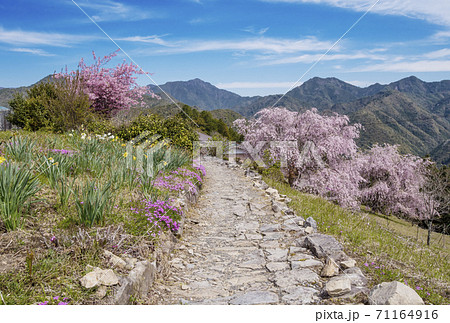桜咲く果無集落　春の熊野古道　日本の里100選　十津川村観光スポット　世界遺産の村 71164916