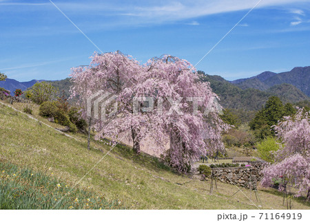 桜咲く果無集落 春の熊野古道 日本の里100選 十津川村観光スポット 世界遺産の村 桜咲く果無集落 春の熊野古道 日本の里100選 十津川村観光スポット 世界遺産の村 71164919