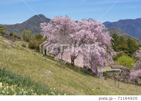 桜咲く果無集落 春の熊野古道 日本の里100選 十津川村観光スポット 世界遺産の村 桜咲く果無集落 春の熊野古道 日本の里100選 十津川村観光スポット 世界遺産の村 71164920