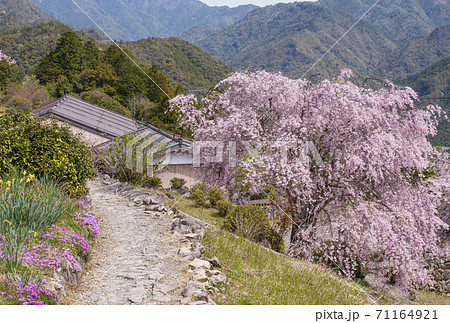 桜咲く果無集落　春の熊野古道　日本の里100選　十津川村観光スポット　世界遺産の村 71164921