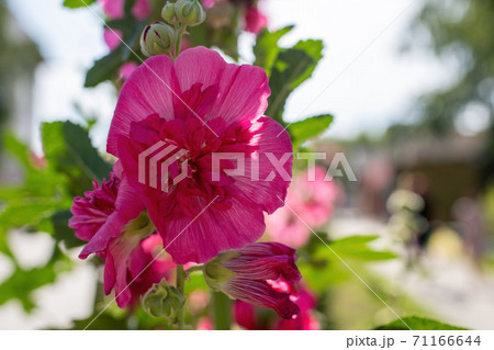 Bright crimson mallow flowers on a blurred background. Bright crimson mallow flowers on a blurred background. 71166644