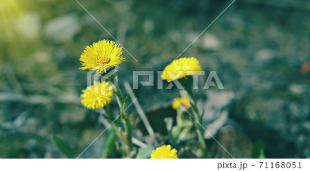 coltsfoot or foalfoot flowers in the spring. 71168051