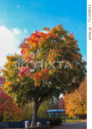 Beautiful autumn tree with orange and red colored leaves on a sunny day. Beautiful autumn tree with orange and red colored leaves on a sunny day. 71168651