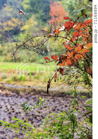横浜市の田舎戸塚区舞岡ふるさと公園原風景の秋 71168894
