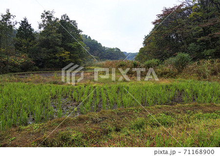 横浜市の田舎戸塚区舞岡ふるさと公園原風景の秋 横浜市の田舎戸塚区舞岡ふるさと公園原風景の秋 71168900