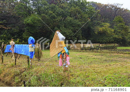 横浜市の田舎戸塚区舞岡ふるさと公園原風景の秋 横浜市の田舎戸塚区舞岡ふるさと公園原風景の秋 71168901