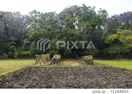 横浜市の田舎戸塚区舞岡ふるさと公園原風景の秋 71168903