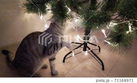 Cute gray cat playing and biting lights 71168971