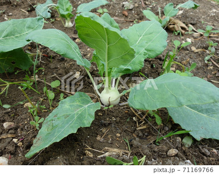 コールラビ 71169766