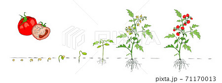 Tomato stage growth. Stages of growth from seed and sprout to adult plant with underground roots system, fruits. Life cycle of tomato plant. Organic gardening. Vector cartoon illustration on white 71170013