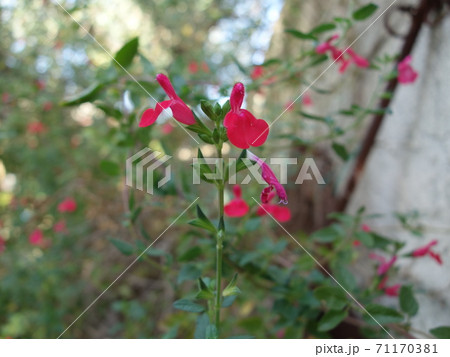 チェリーセージの花の写真素材
