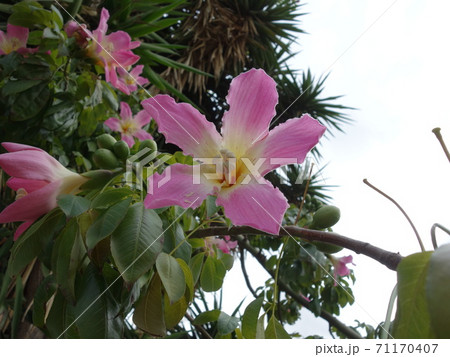 シチリアの、ヨッパライノキ(花) シチリアの、ヨッパライノキ(花) 71170407