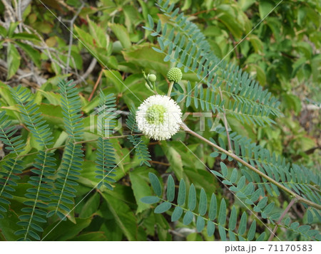 ギンネムの花 71170583