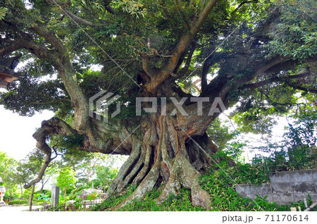みちのく潮風トレイル　亘理町　天然記念物　称名寺のシイノキ 71170614