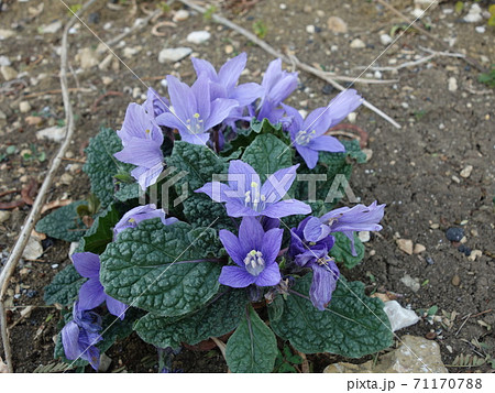 マンドレイク(花) マンドレイク(花) 71170788