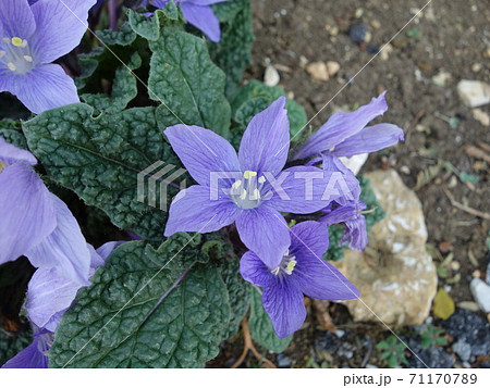 マンドレイク(花) マンドレイク(花) 71170789