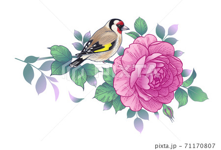Hand Drawn Goldfinch Sitting on Rose Branch 71170807