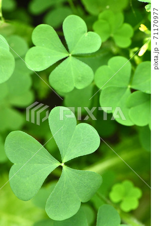 Green clover leaf for green background 71170977
