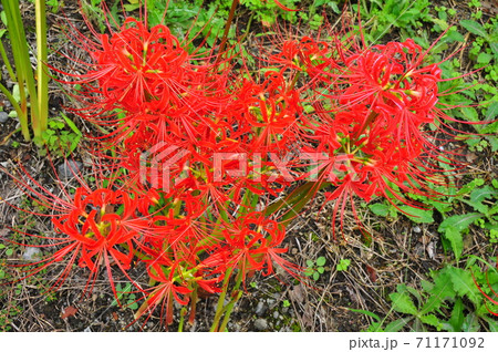 赤い花なら曼珠沙華 赤い花なら曼珠沙華 71171092