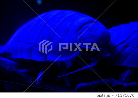 沼津新開水族館のダイオオグソクムシ 71171670