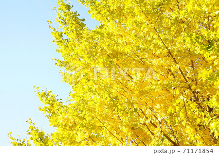 紅葉 いちょう 皇居 北の丸公園 2019年11月 紅葉 いちょう 皇居 北の丸公園 2019年11月 71171854