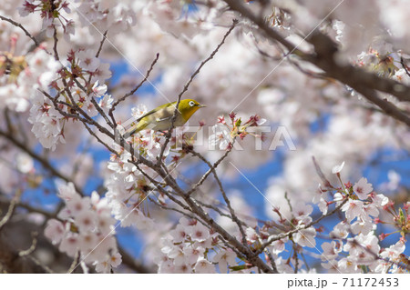 桜の花とメジロ 71172453